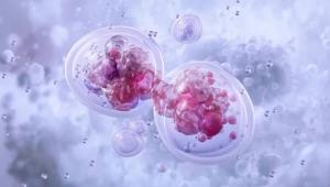 New Aspects of Beta Cell Function Revealed by mTOR Signaling