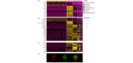 Glial cells expressing visual cycle genes are vital for photoreceptor survival in the zebrafish pineal gland Glial cells expressing visual cycle genes are vital for photoreceptor survival in the zebrafish pineal gland