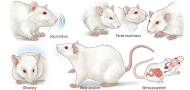 The complex affective and cognitive capacities of rats The complex affective and cognitive capacities of rats
