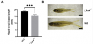 Combined Pituitary Hormone Deficiency in lhx4-Knockout Zebrafish Combined Pituitary Hormone Deficiency in lhx4-Knockout Zebrafish