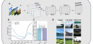 Convolutional neural networks uncover the dynamics of human visual memory representations over time Convolutional neural networks uncover the dynamics of human visual memory representations over time