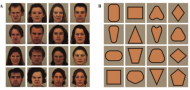 Attention bias vs. attention control modification for social anxiety disorder: A randomized controlled trial Attention bias vs. attention control modification for social anxiety disorder: A randomized controlled trial