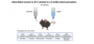 A dual-omics approach on the effects of fibroblast growth factor-2 (FGF-2) on ventral tegmental area dopaminergic neurons in response to alcohol consumption in mice A dual-omics approach on the effects of fibroblast growth factor-2 (FGF-2) on ventral tegmental area dopaminergic neurons in response to alcohol consumption in mice