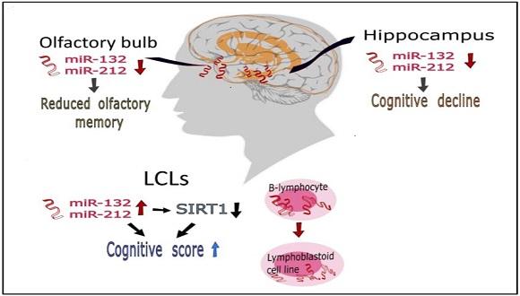 Hadar et al Sci Reports