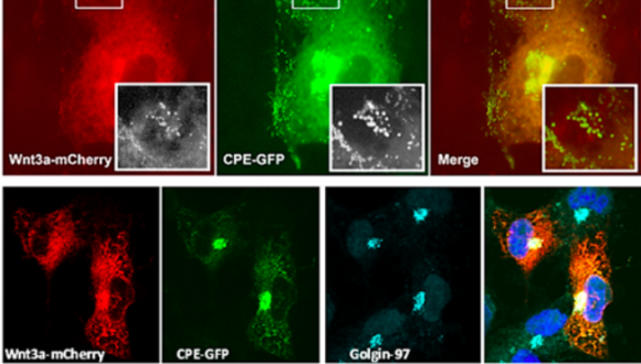 Photo taken of work done in Prof. Rosin-Arbesfeld Lab 